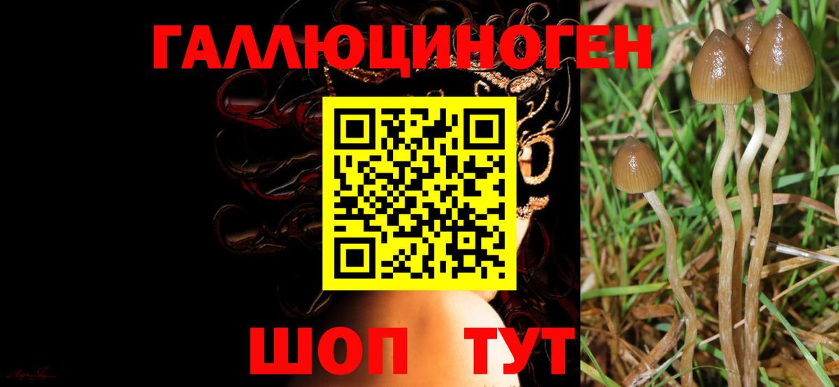 Псилоцибиновые грибы прущие грибы Саратов